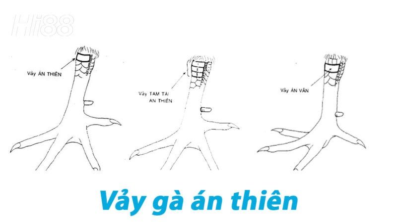 Top vảy gà chọi độc, hiếm thấy được các sư kê săn đón 31 Vảy gà án thiên